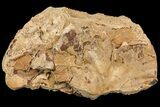 Fossil Leaves Preserved In Travertine - Austria #113213-3